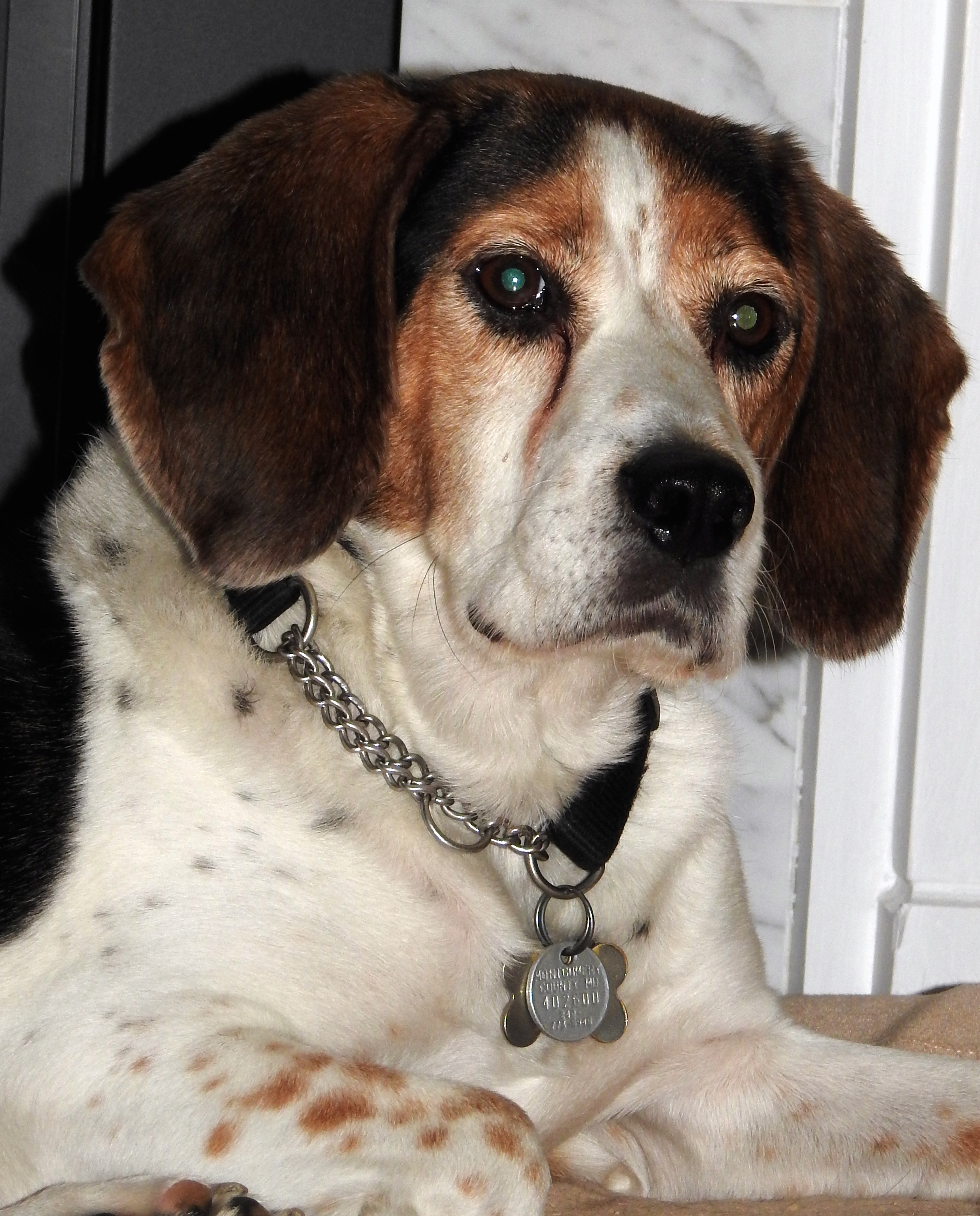 Portrait of a tri-color beagle mutt named Galileo