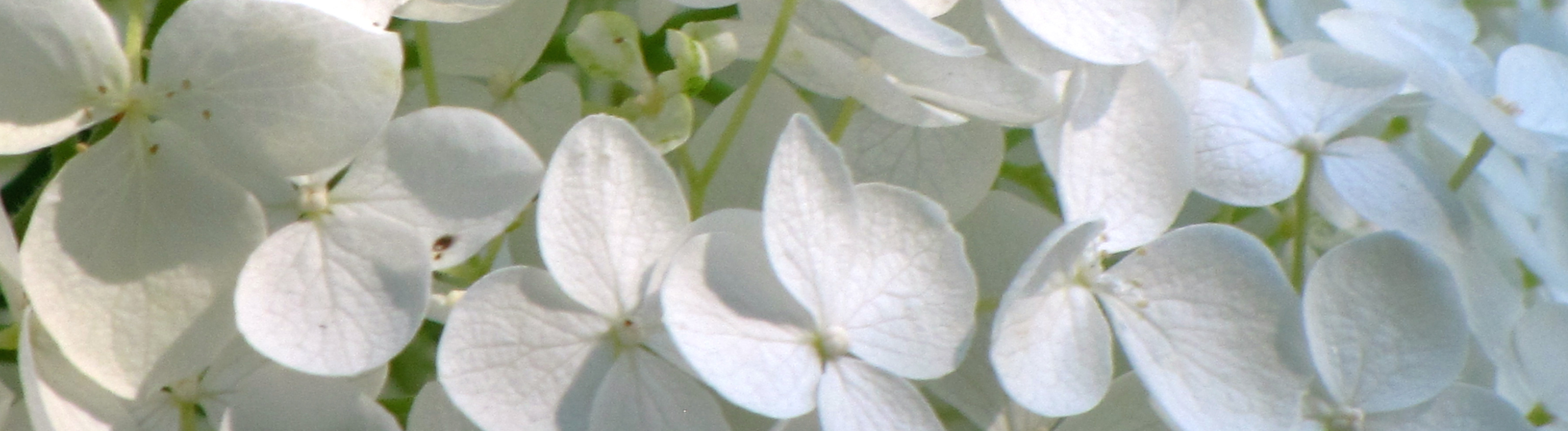 White hydrangea