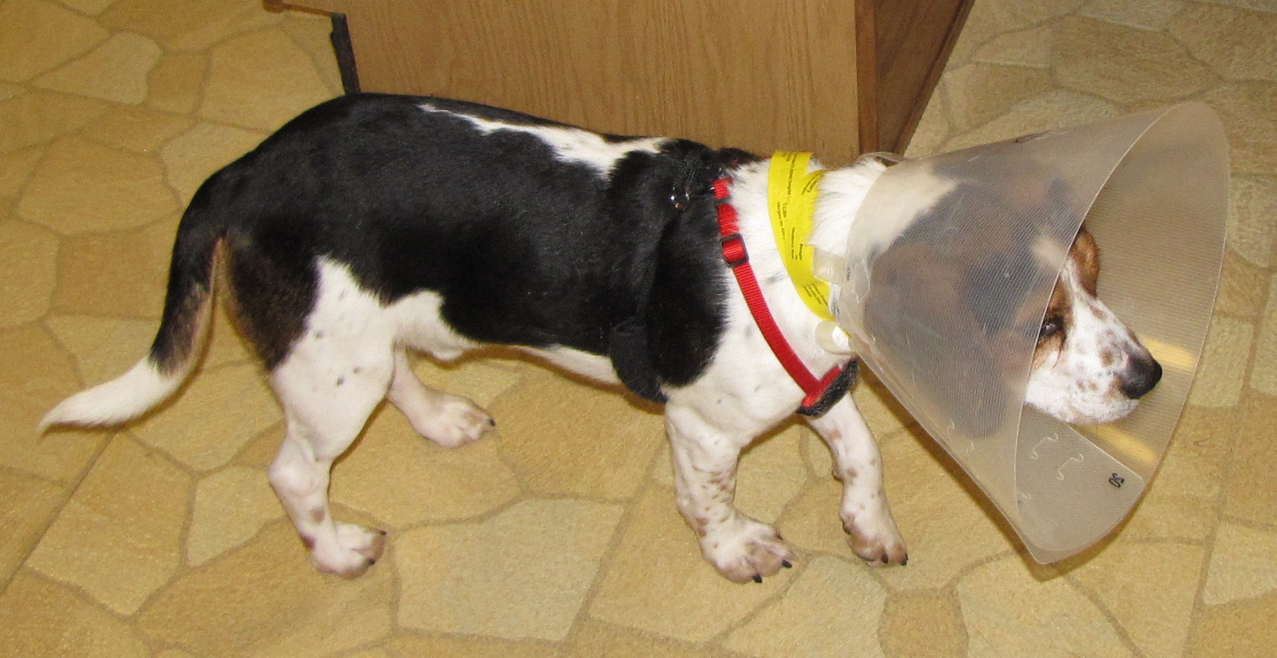 Portrait of Galileo in Elizabethan collar
