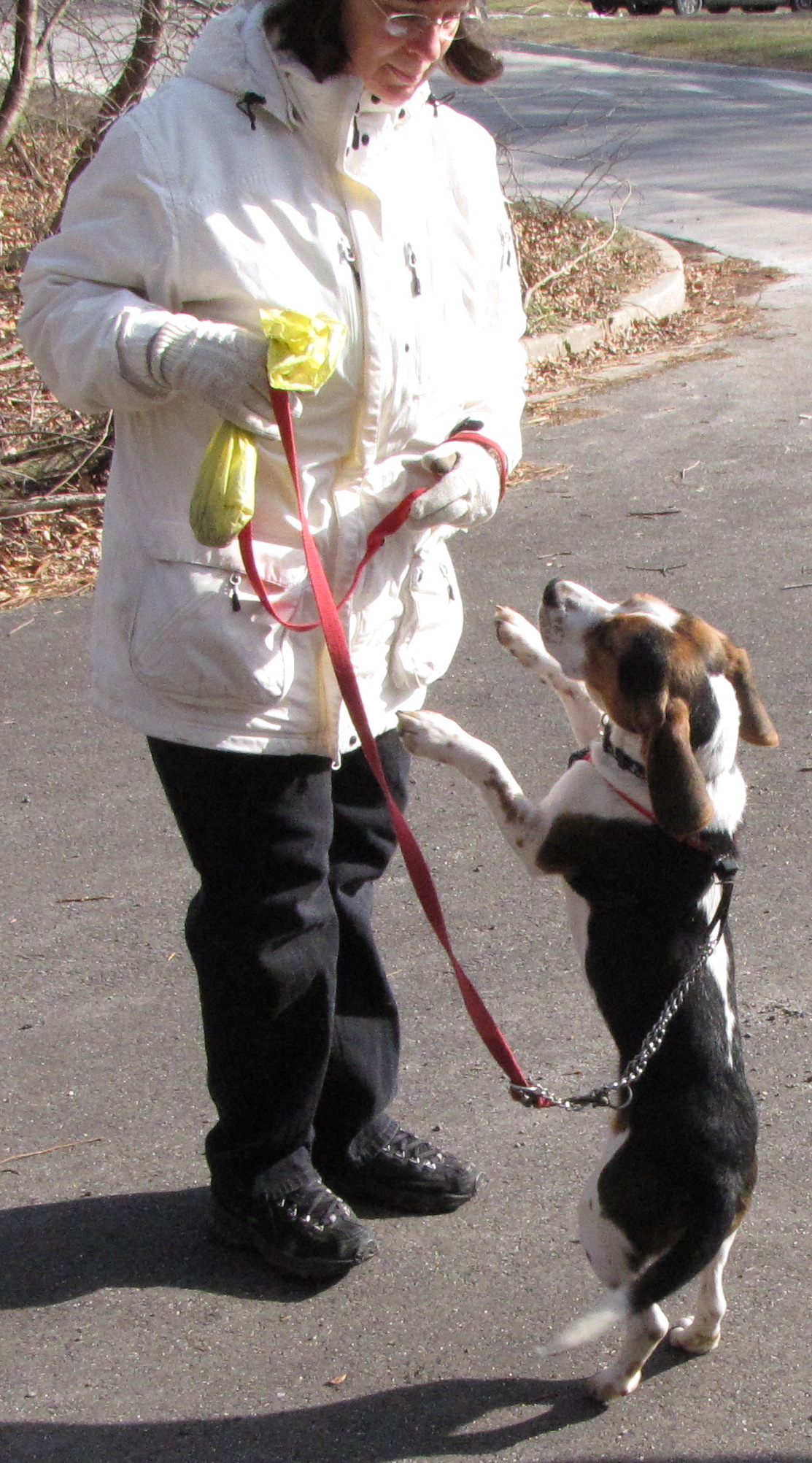 Galileo on leash, standing on hind legs