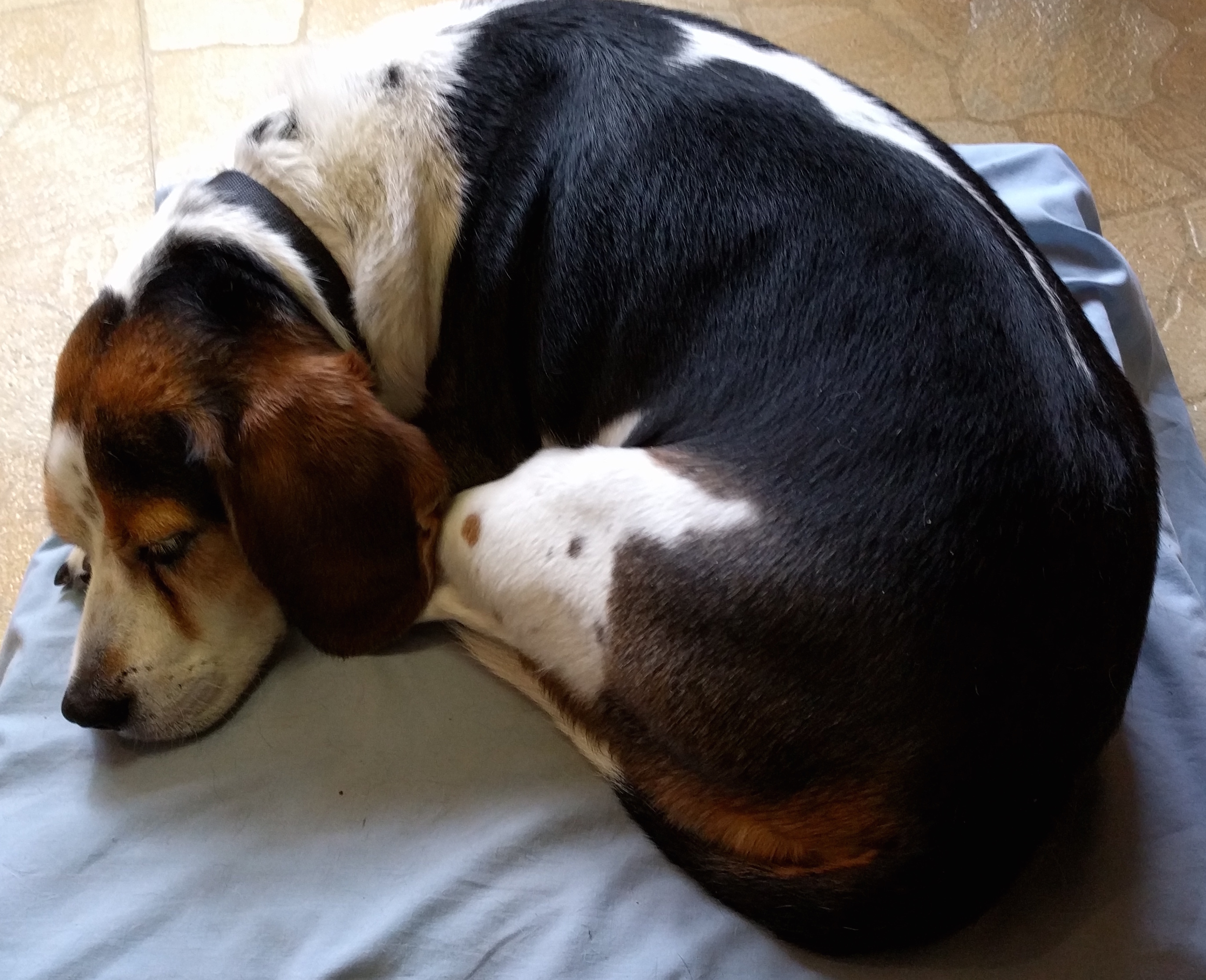 Galileo sleeping in kitchen