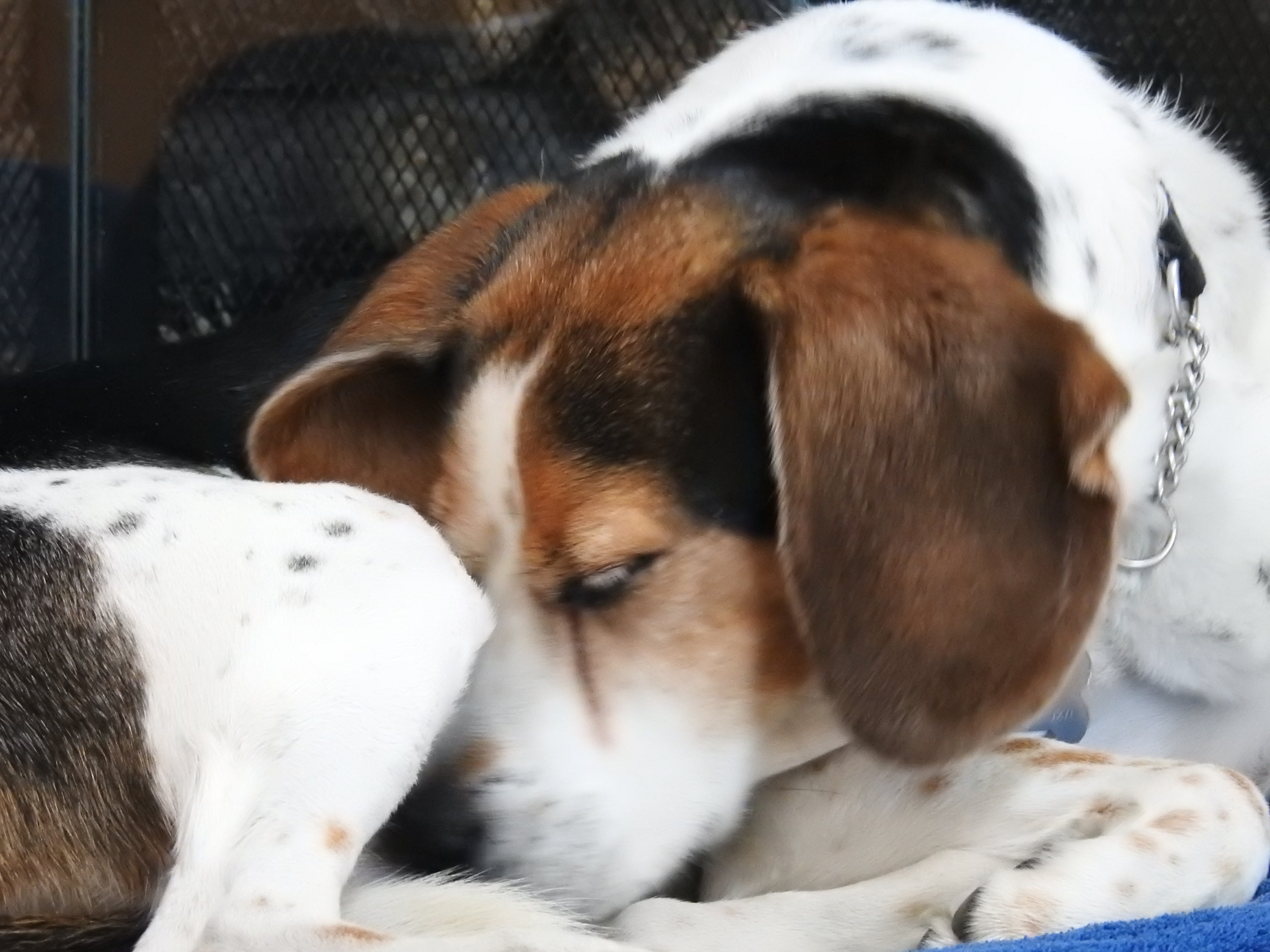 Galileo curled up sleeping