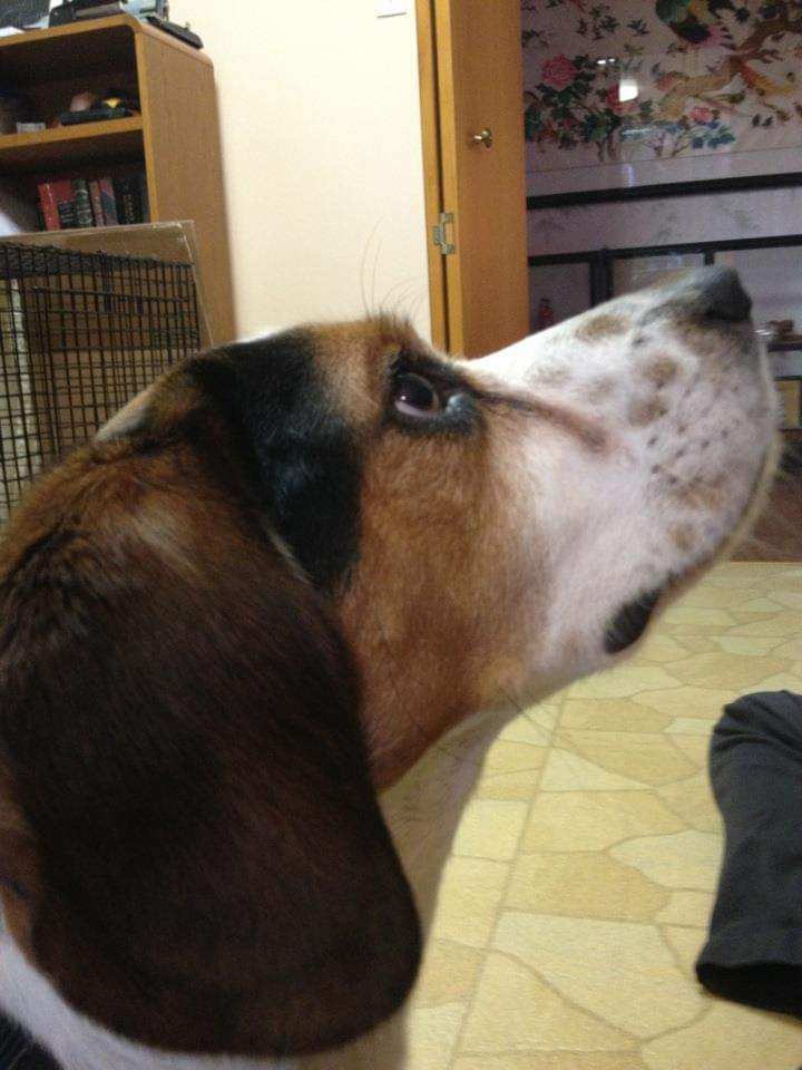 Galileo in kitchen