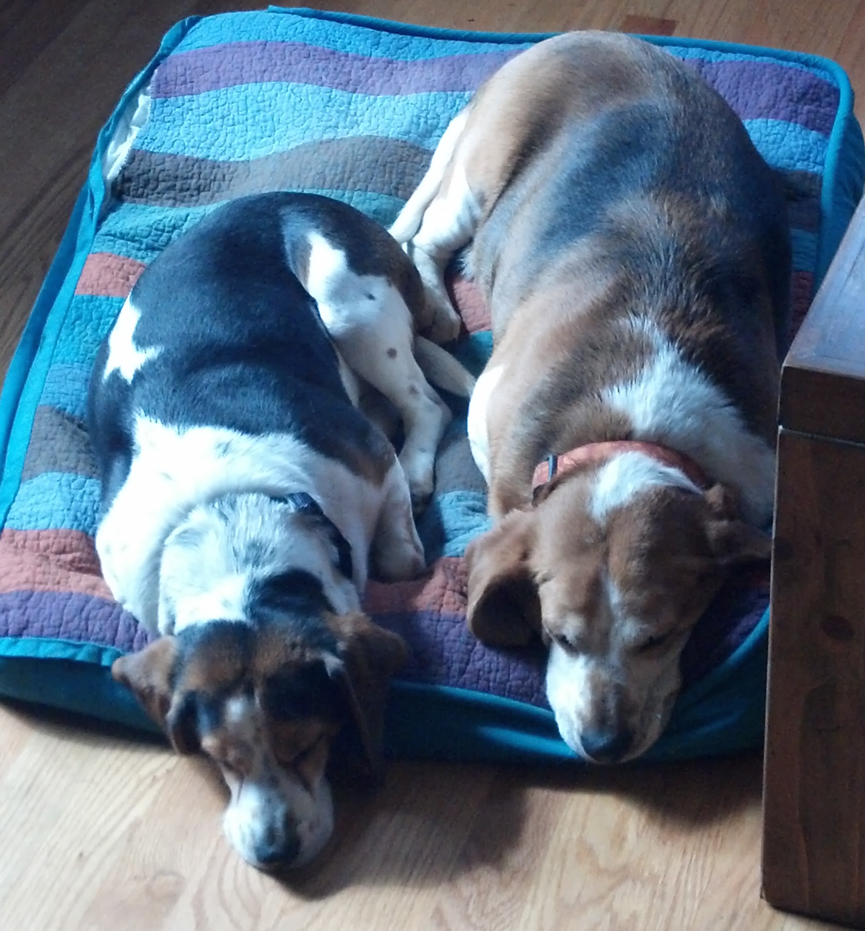 Galileo and Jack, sleeping