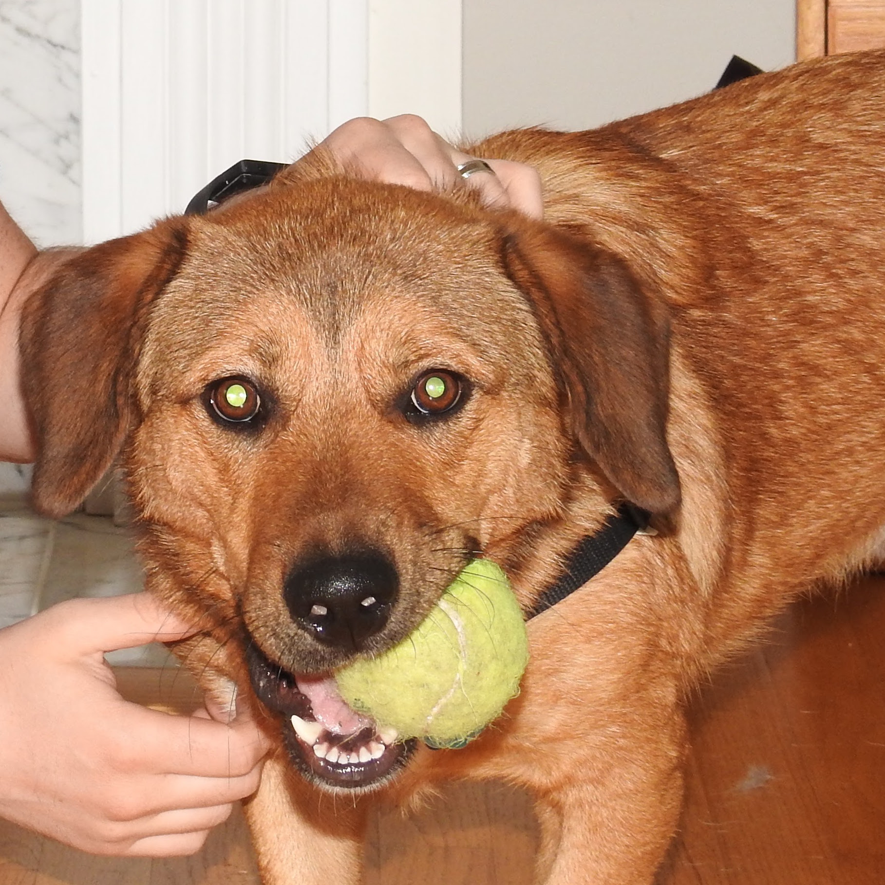 Bear chewing a ball